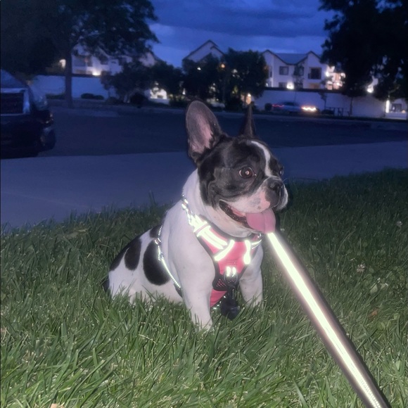 Meet your Posher, Victorie - Picture 2 of 5